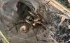 Agelena labyrinthica